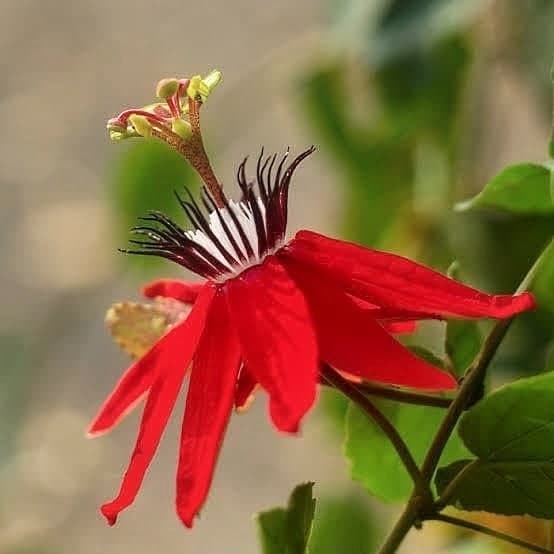 Rakhi Flower Plant (Red)