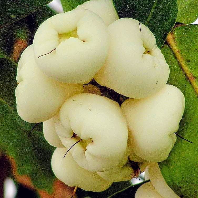 Water Apple Plant (White)