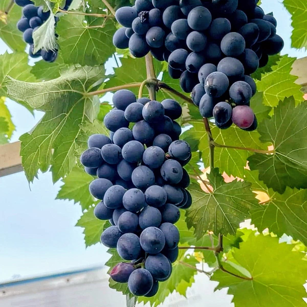Black Grape Plant
