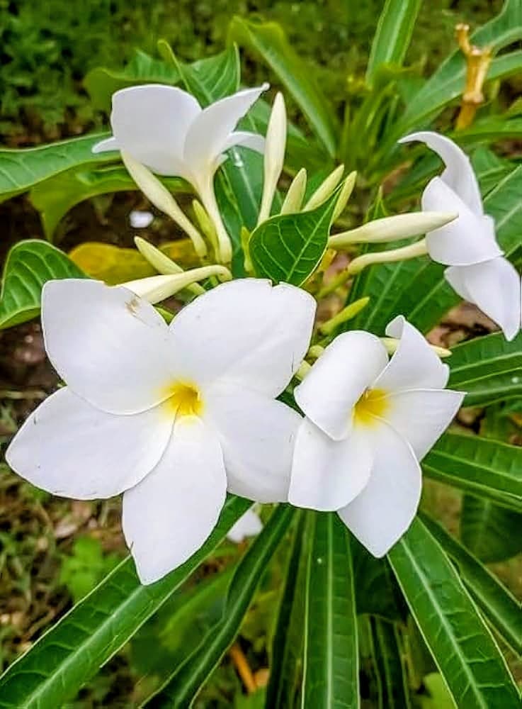 Nag Champa Flower Plant