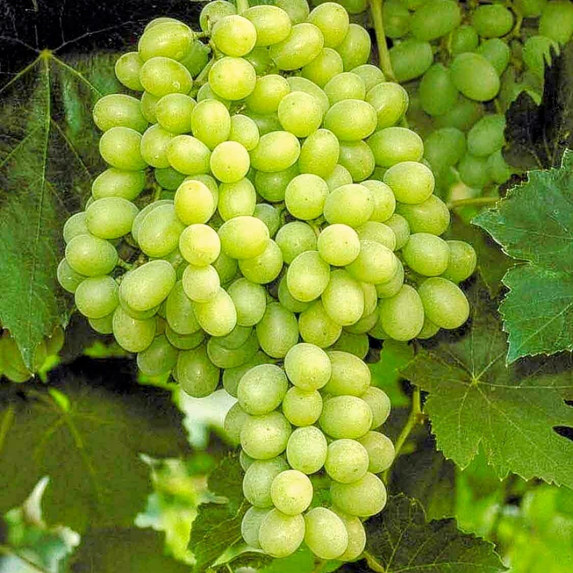 Green Grape Plant