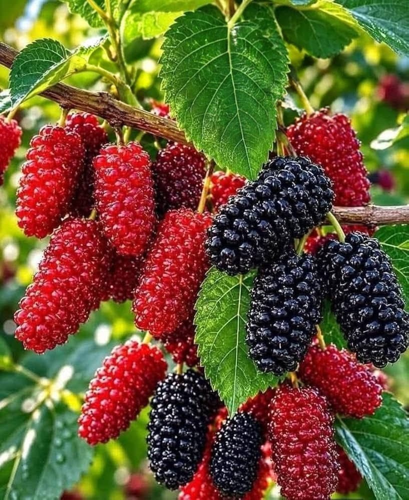 Mulberry Plant