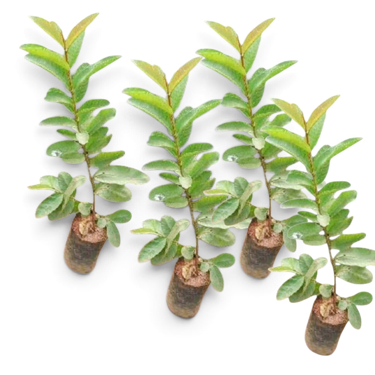 Pack Of 4