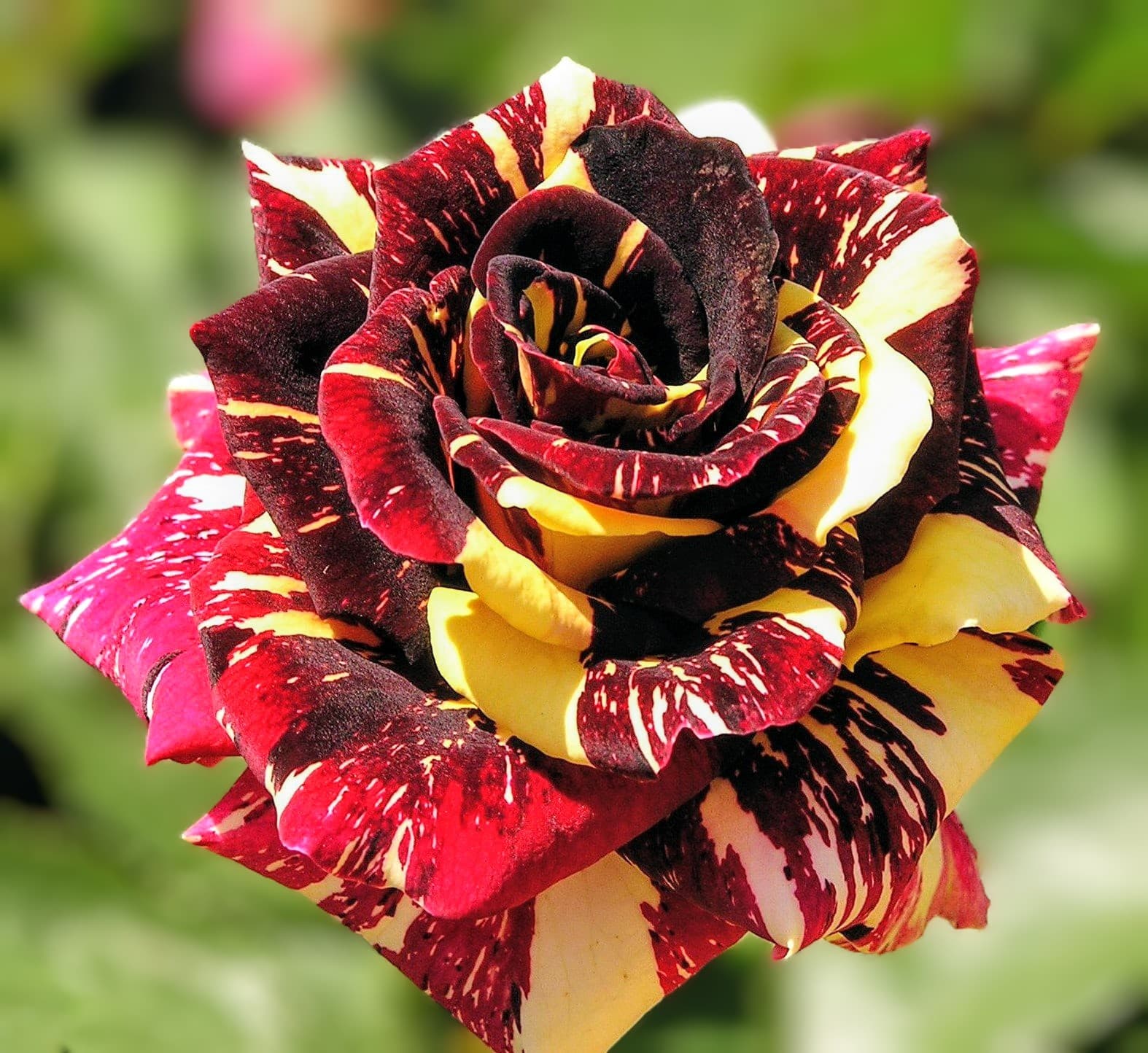 Abracadabra Rose Plant