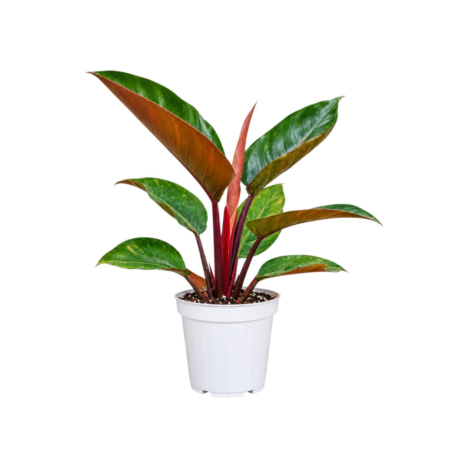 Philodendron Rojo Congo