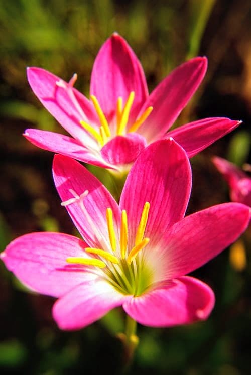 Rain Lily Pink (Zephyranthes)