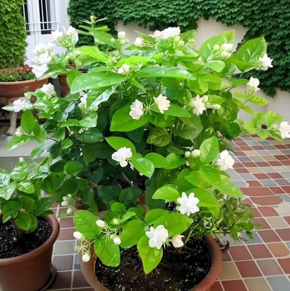 Jasmine Flower Plant
