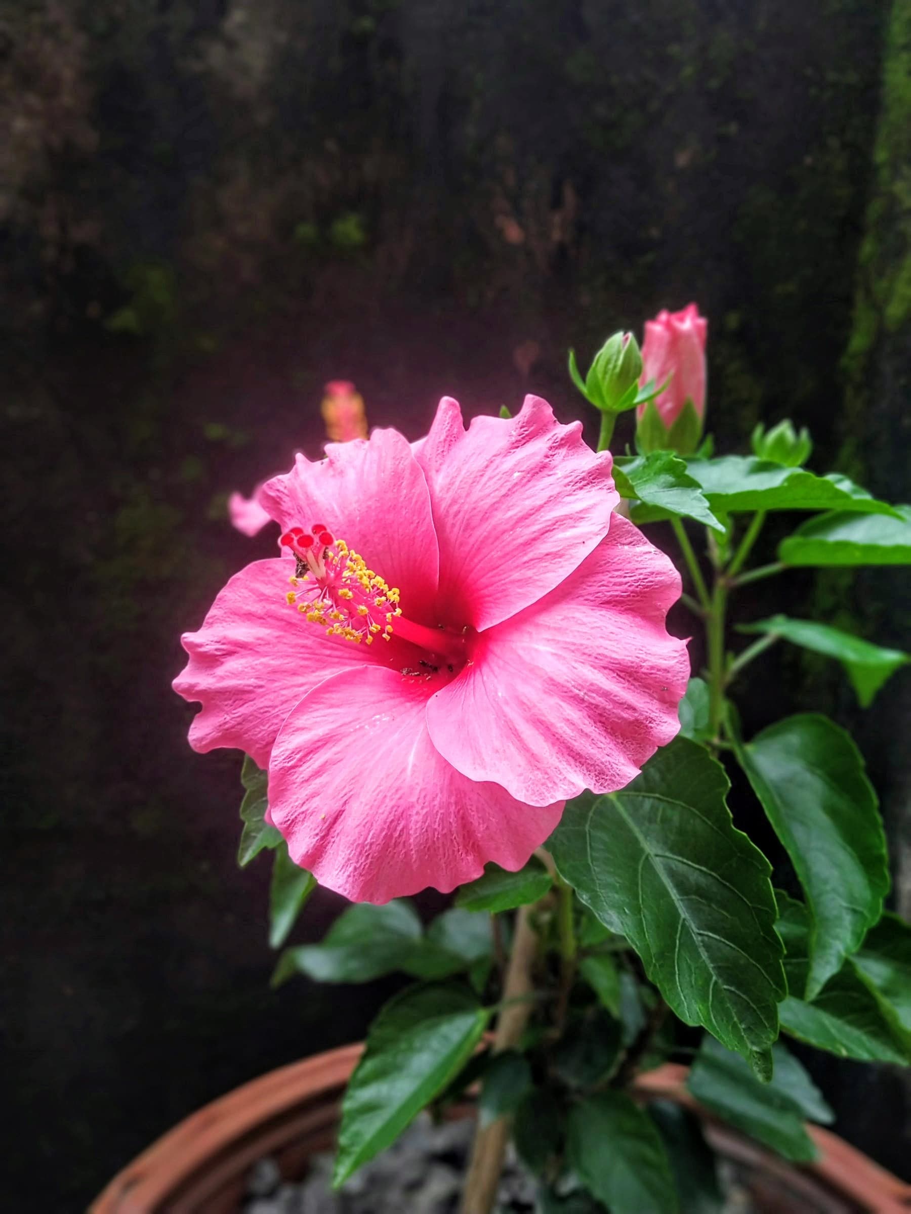 Anne Arundel Hibiscus Plant
