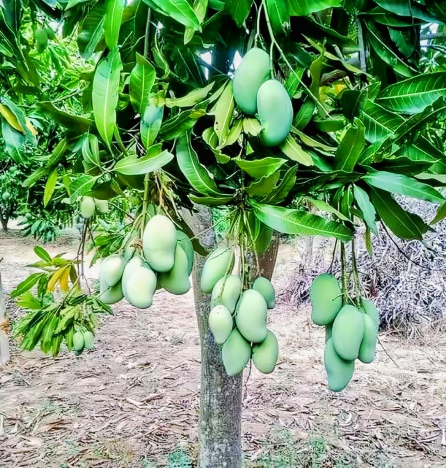 Amrapali Mango Plant