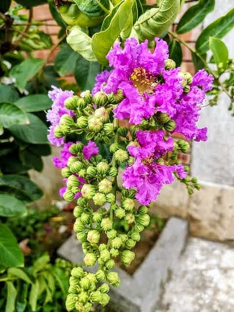 Jarul Plant (Pack of 3)
