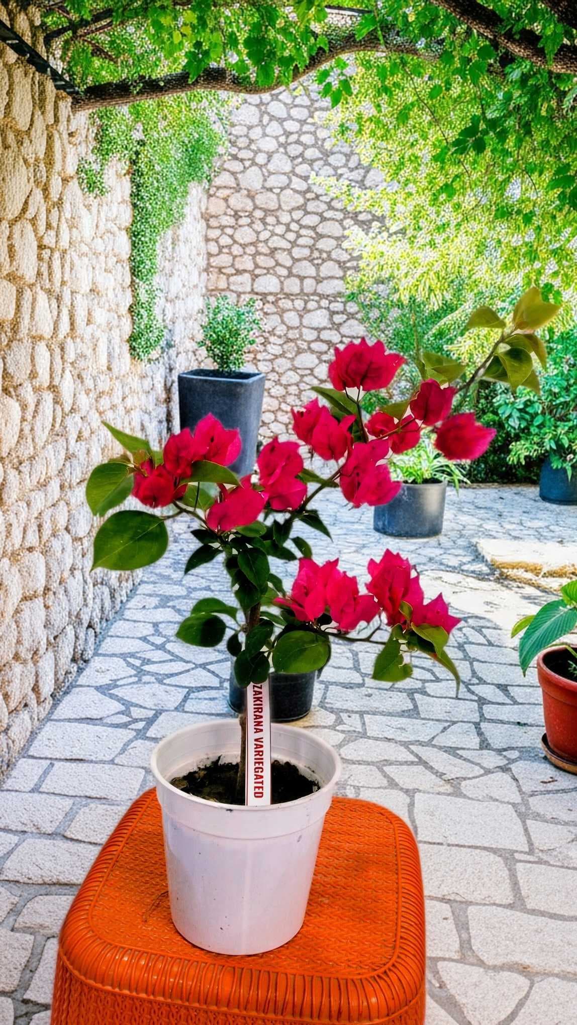 Zakirana Variegated