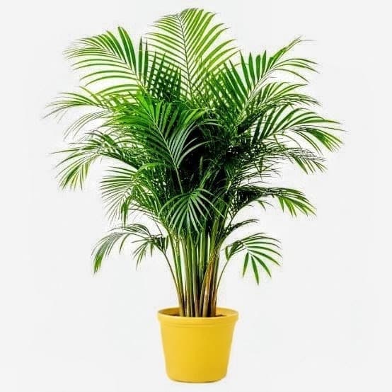 Areca Palm