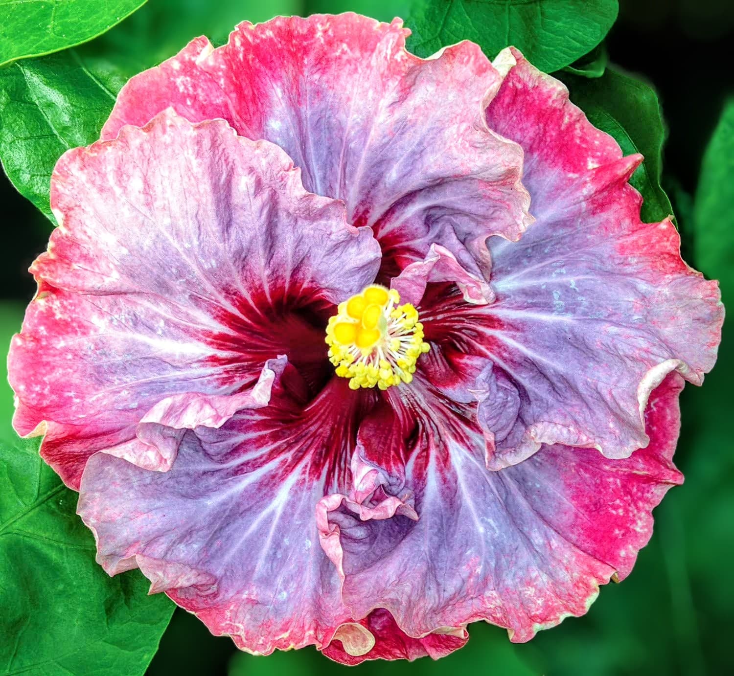 Dark Princess Hibiscus Plant