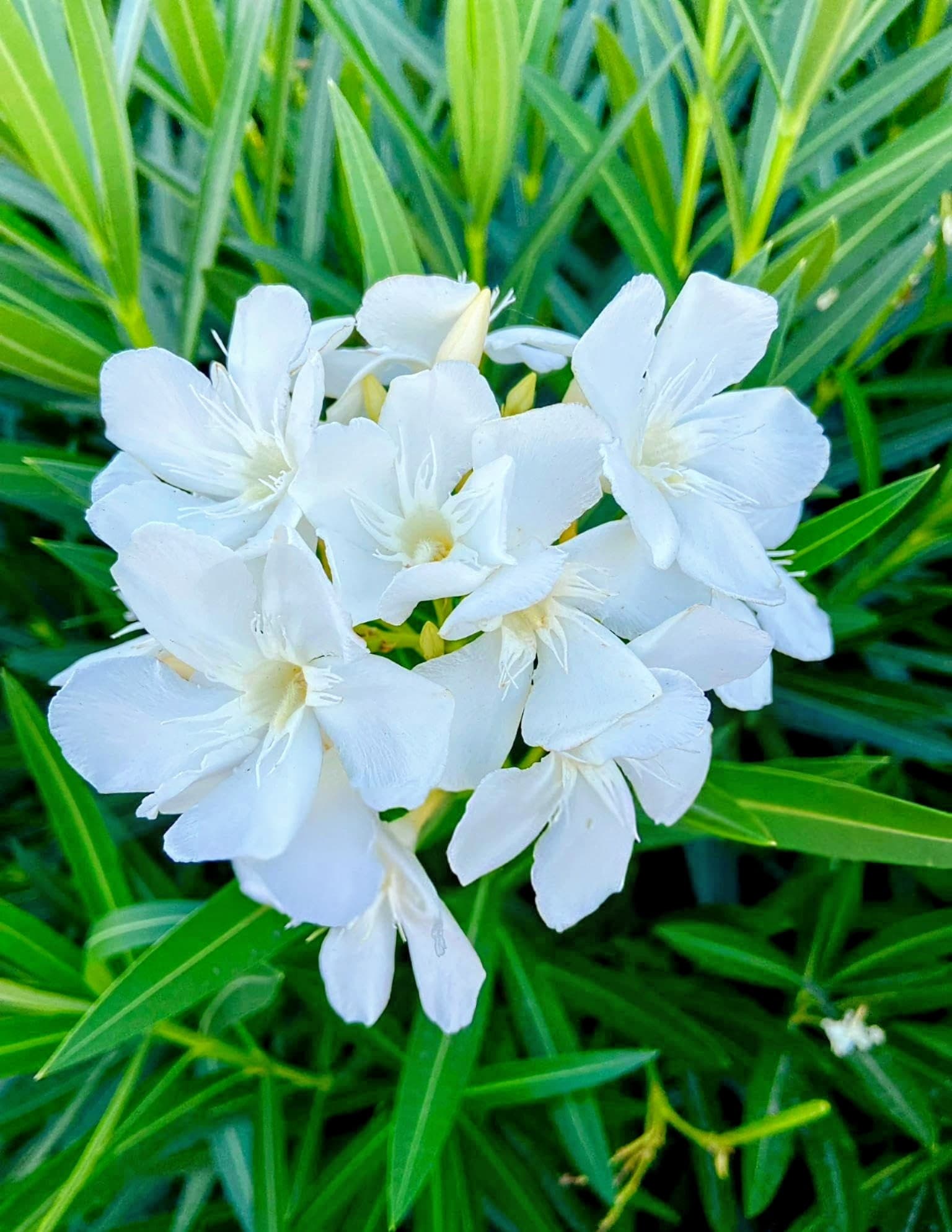Oleander Flower Plant (White)