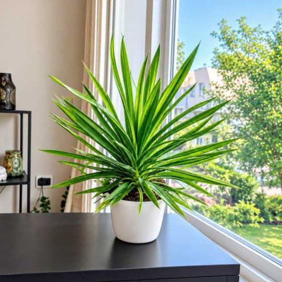 Yucca Silver