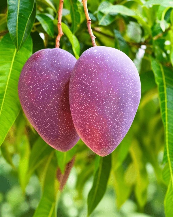 King Of Chakapat Mango Plant