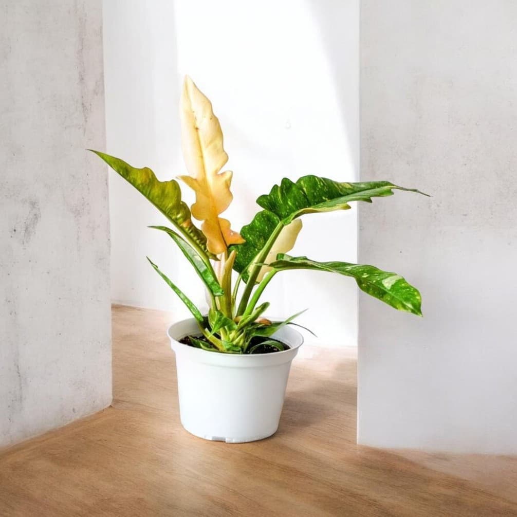 Philodendron Ring Of Fire Variegated
