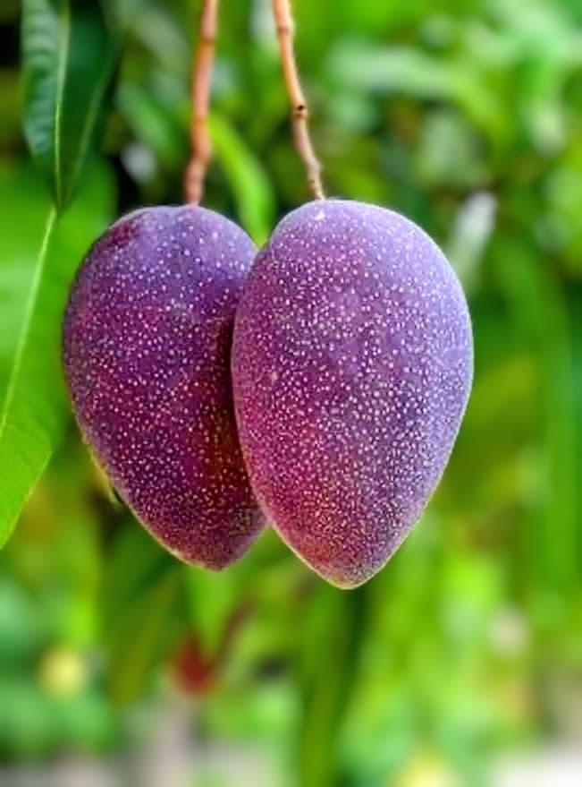 Kasturi Mango Plant Big