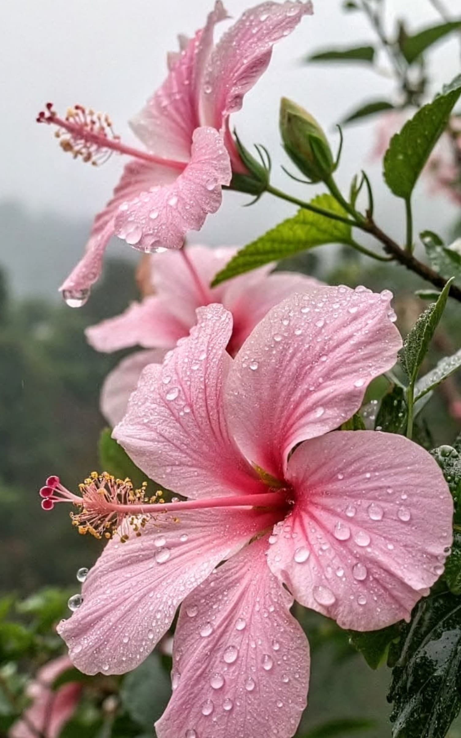 Desi Hibiscus Plant (Pink)