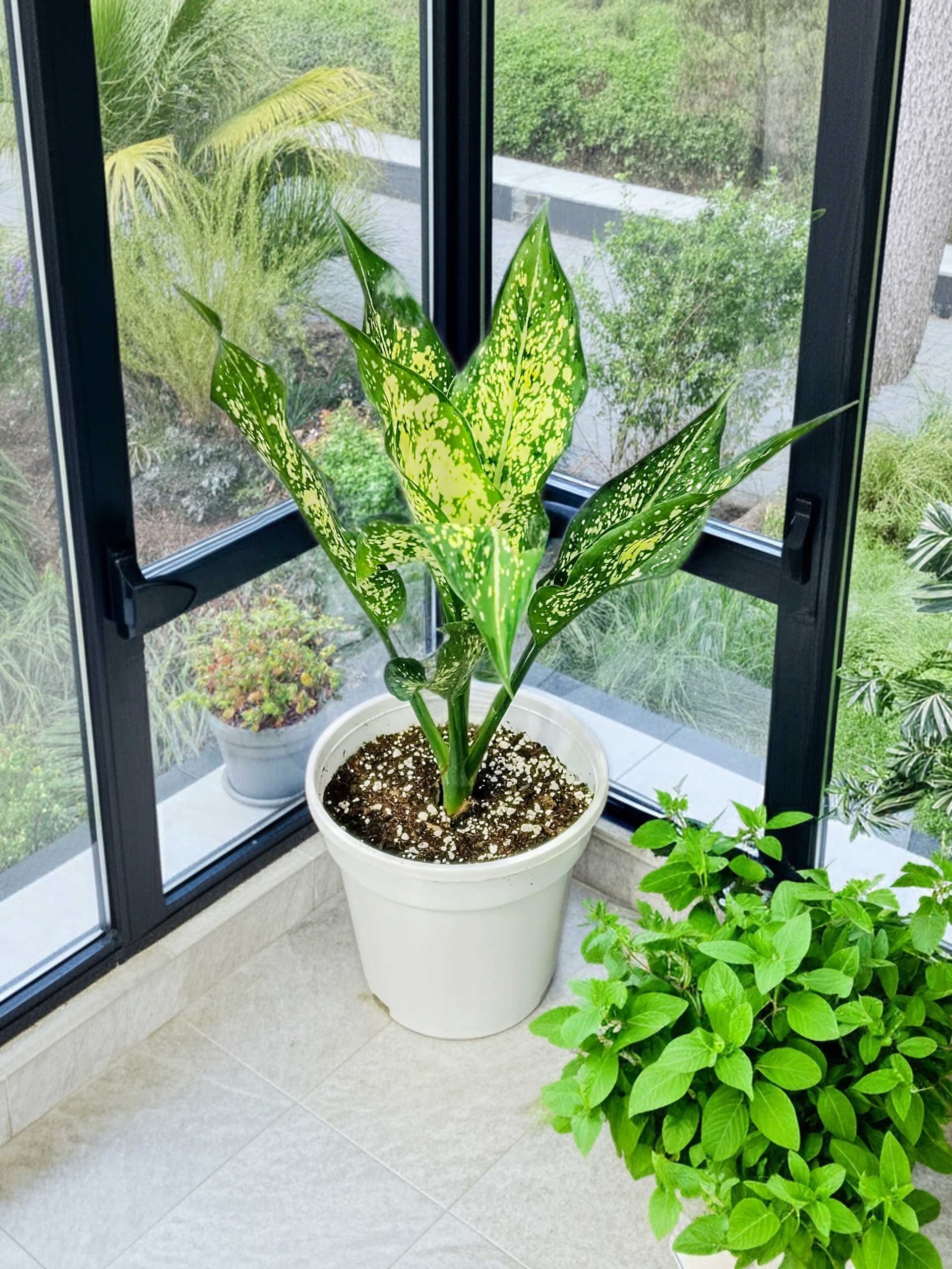 Aglaonema Snow White