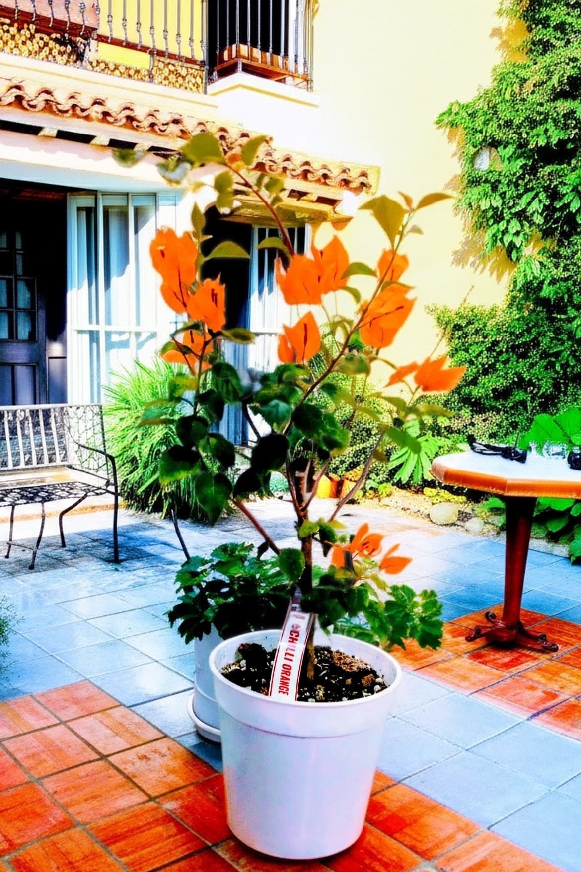Chilli Orange