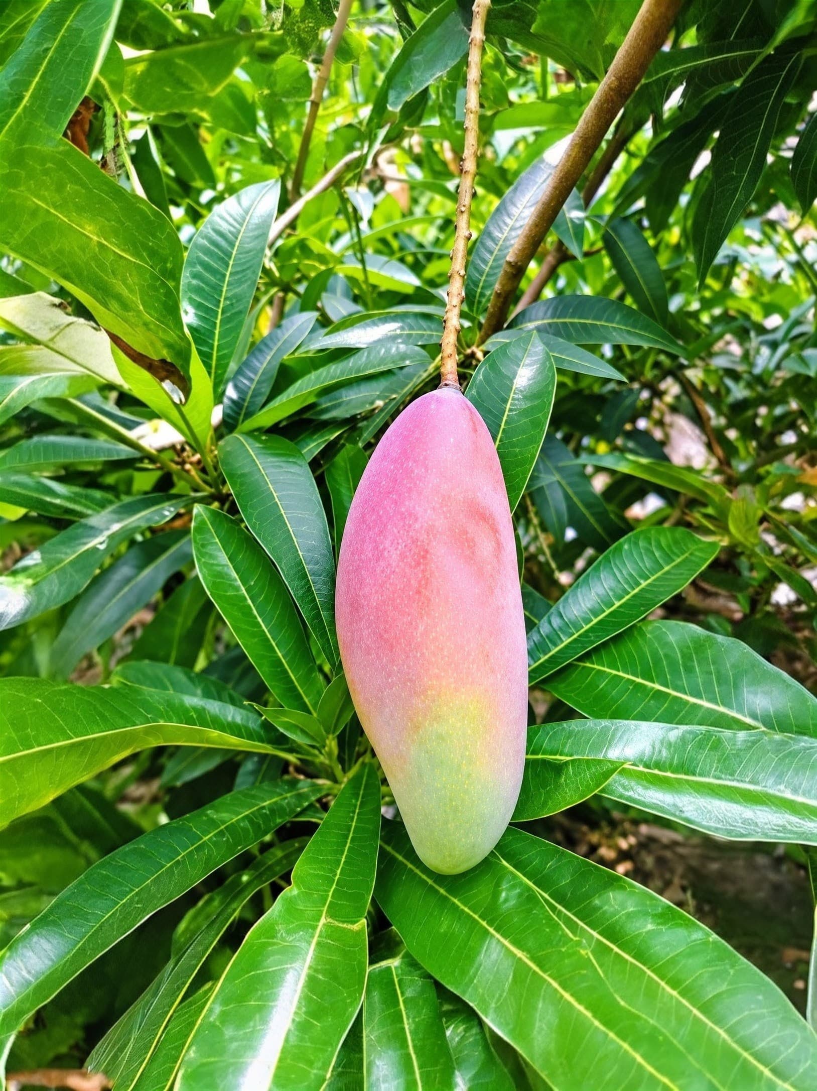 Chiang Mai Mango Plant