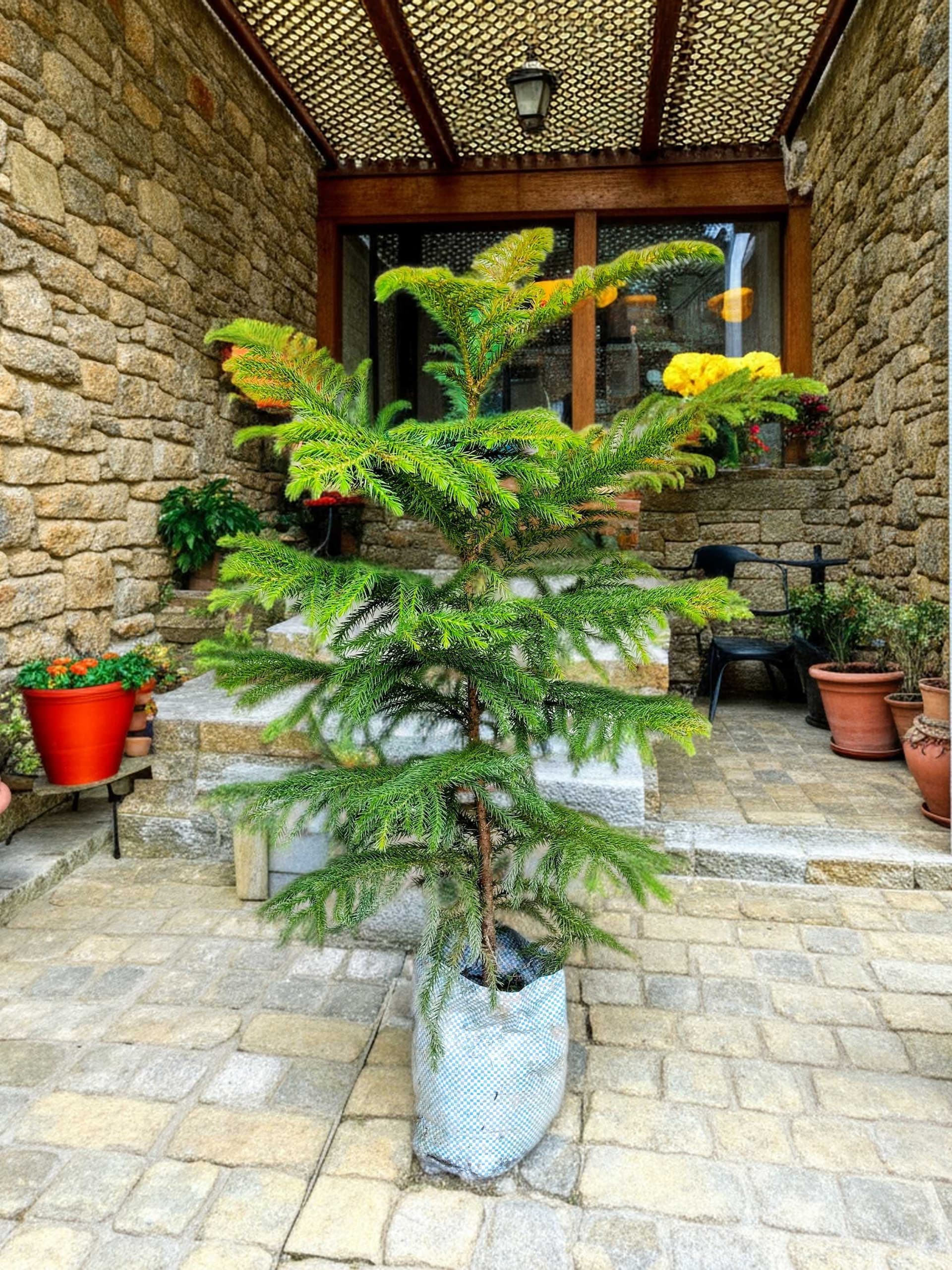 Christmas Tree Plant