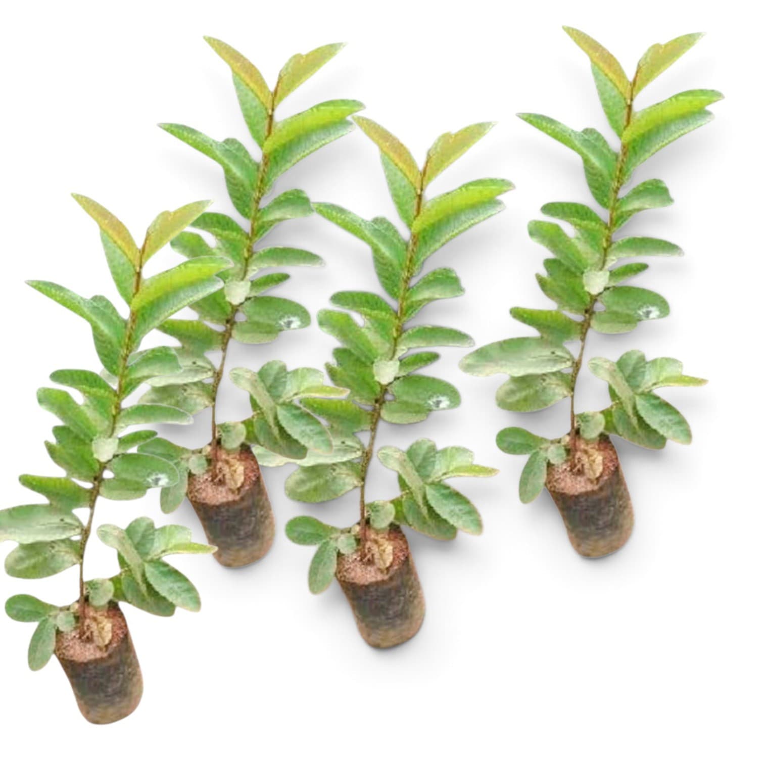 Pack Of 4