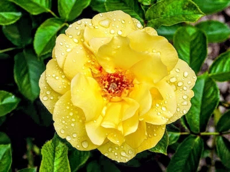 Golden Medallion Rose Plant