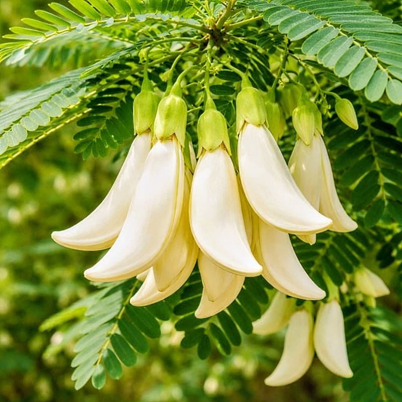 Bok Phool Plant (White)