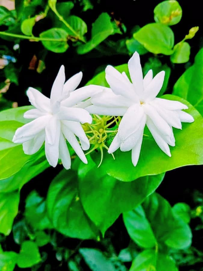 Arabian Jasmine