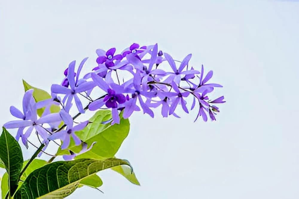 Nilmoni Lota Flower Plant