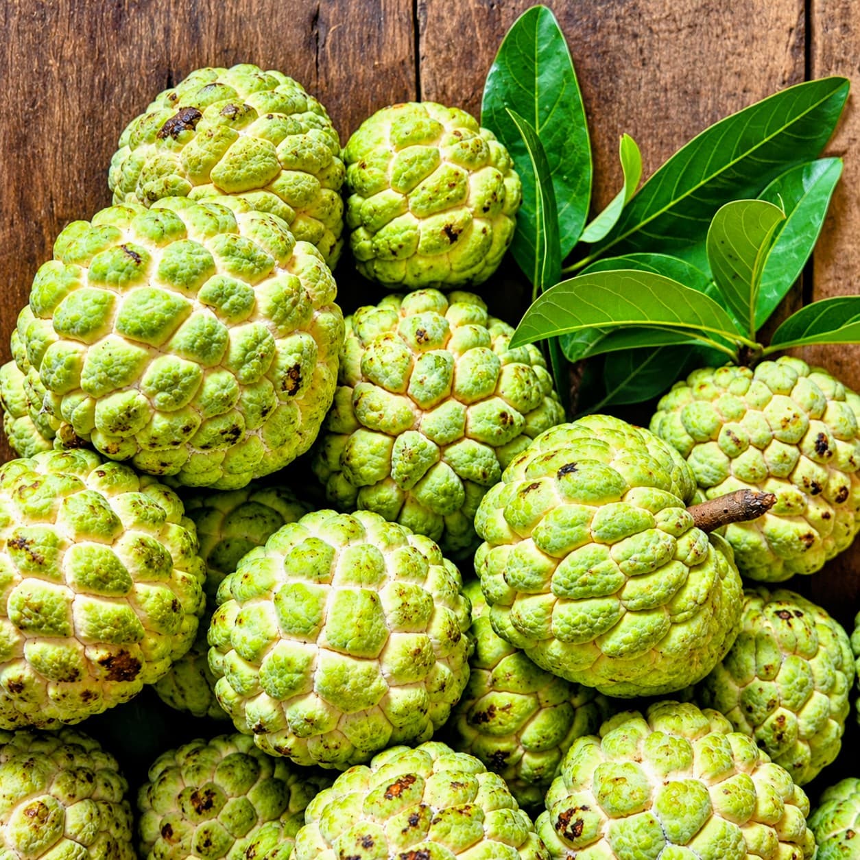Custard Apple Plant (Sugar Apple Plant)