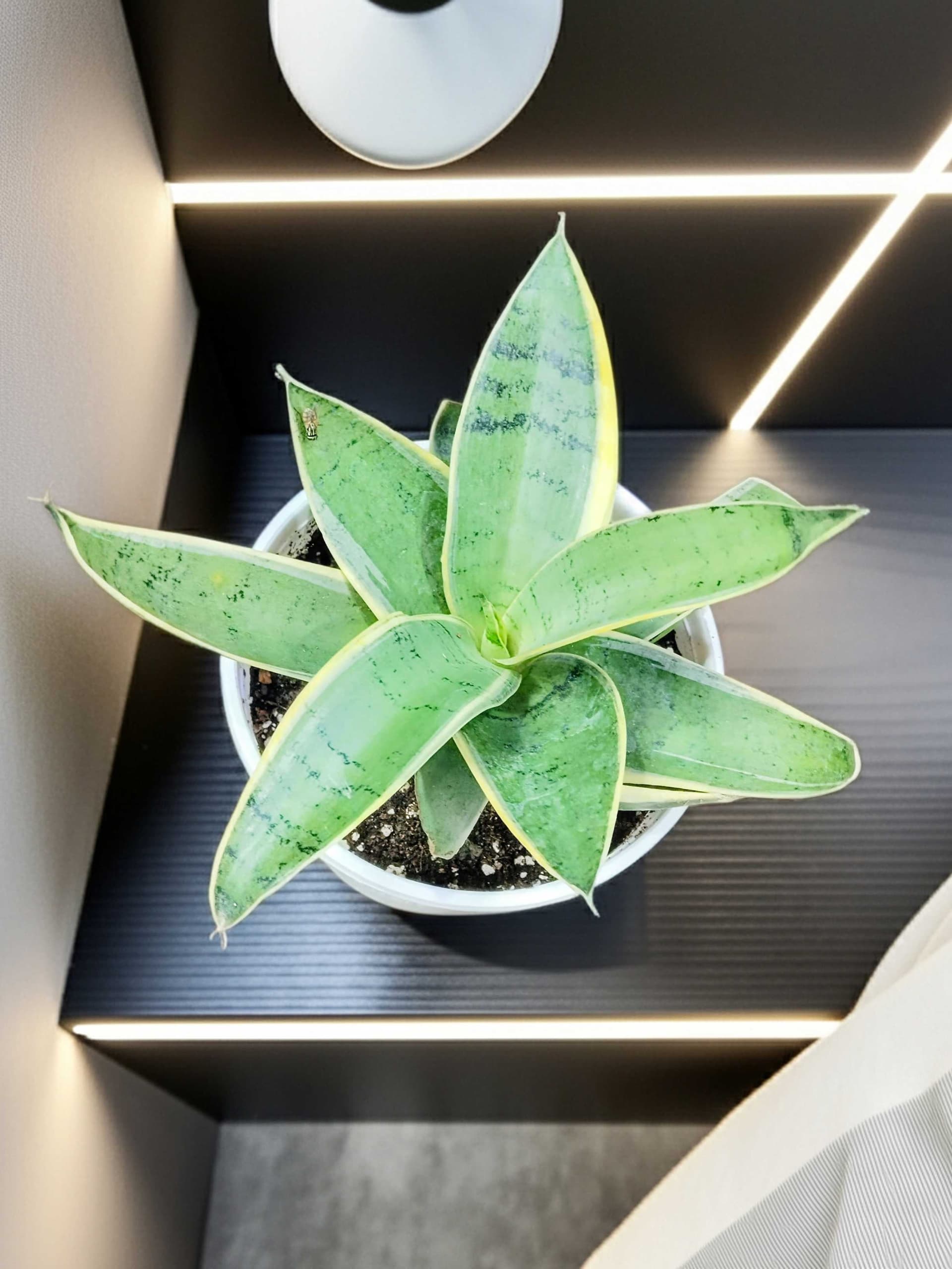 Sansevieria Gabriella (Snake Plant)