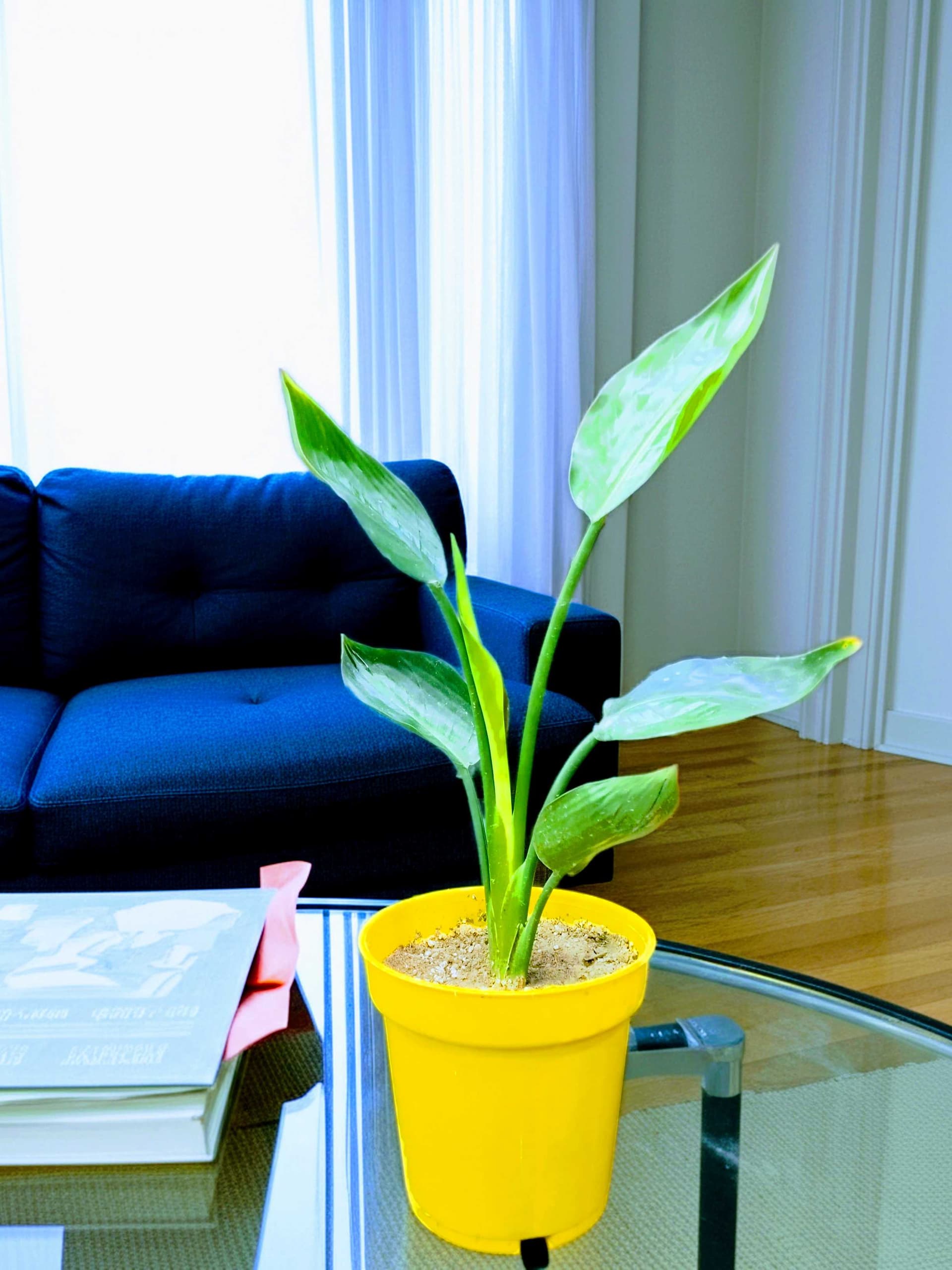 Bird Of Paradise
