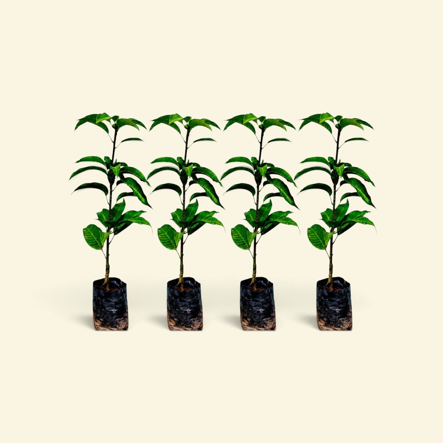 Pack Of 4
