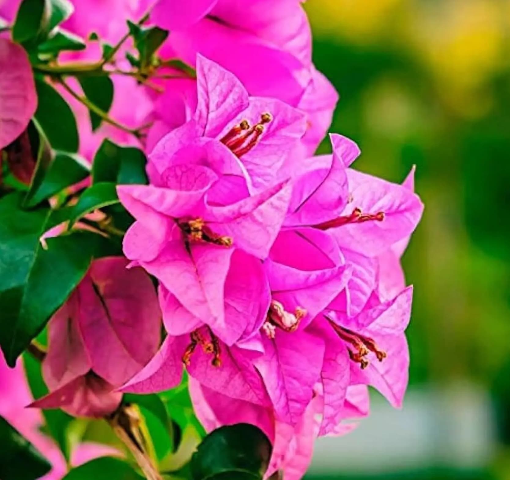 Mahara Variegated