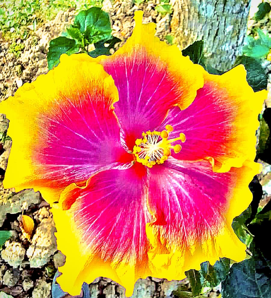 Bali Sunset Hibiscus Plant