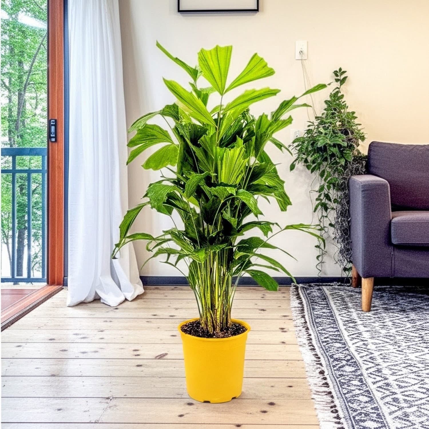 Fishtail Palm