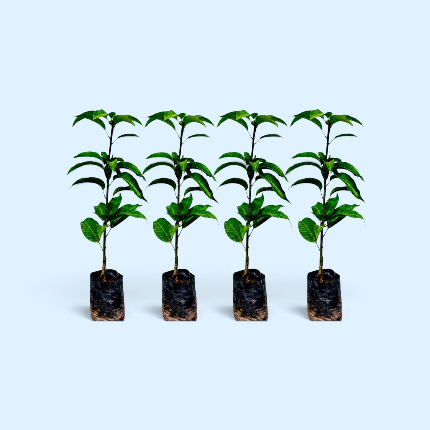 Pack Of 4