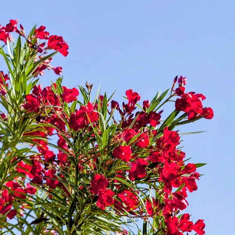 Oleander Flower Plant (Red)