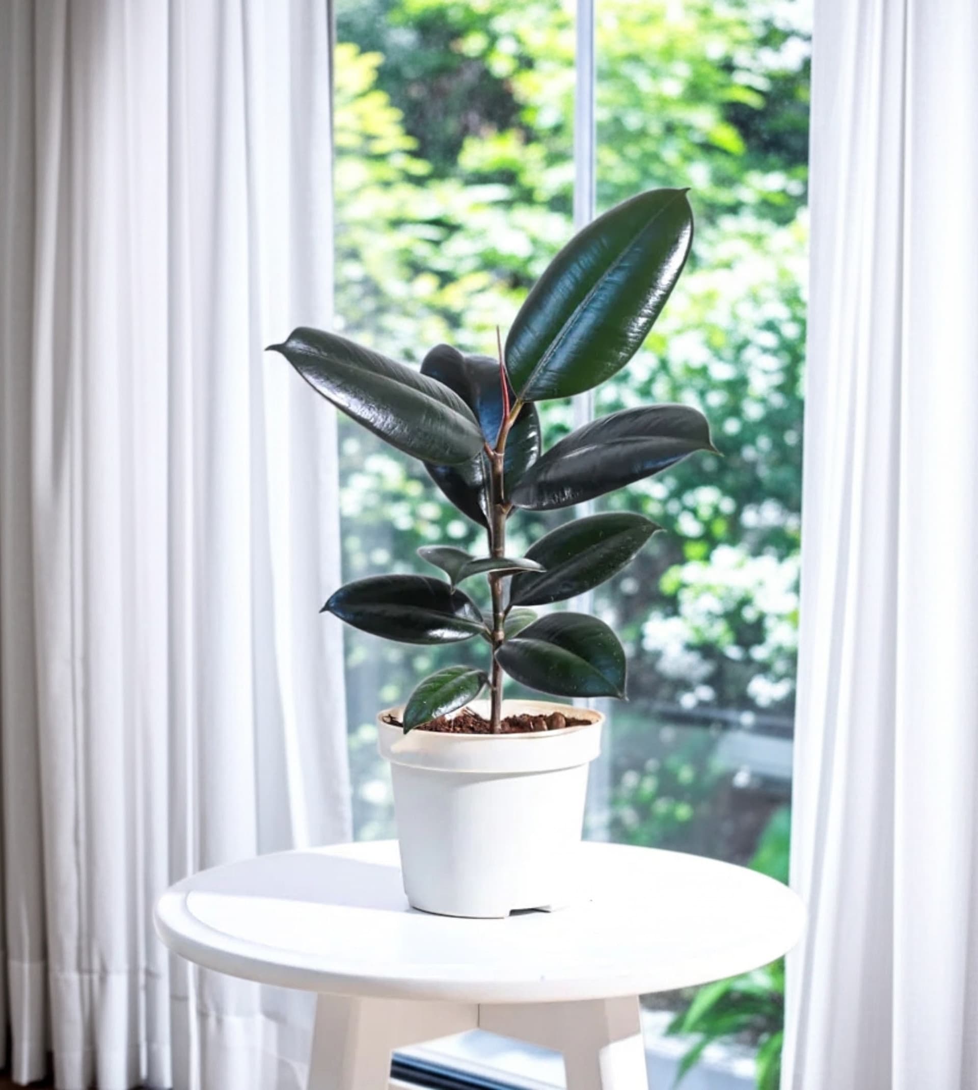 Rubber Plant