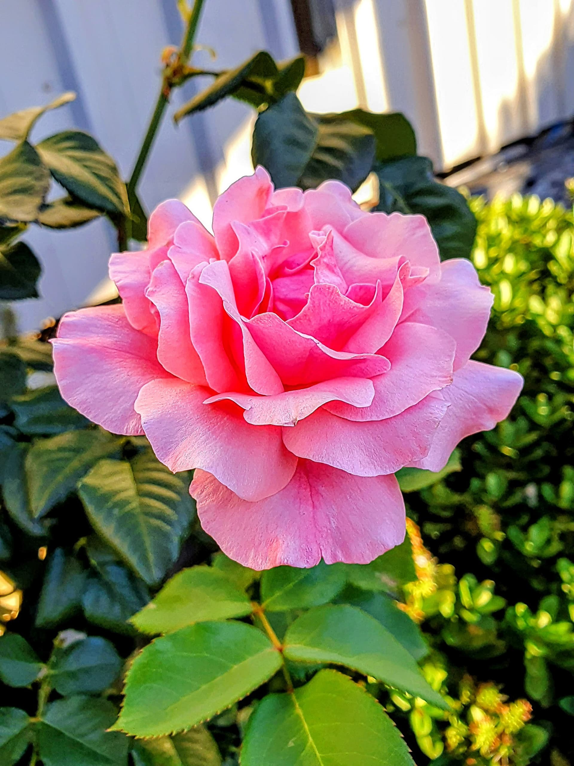 Queen Elizabeth or Pink Queen