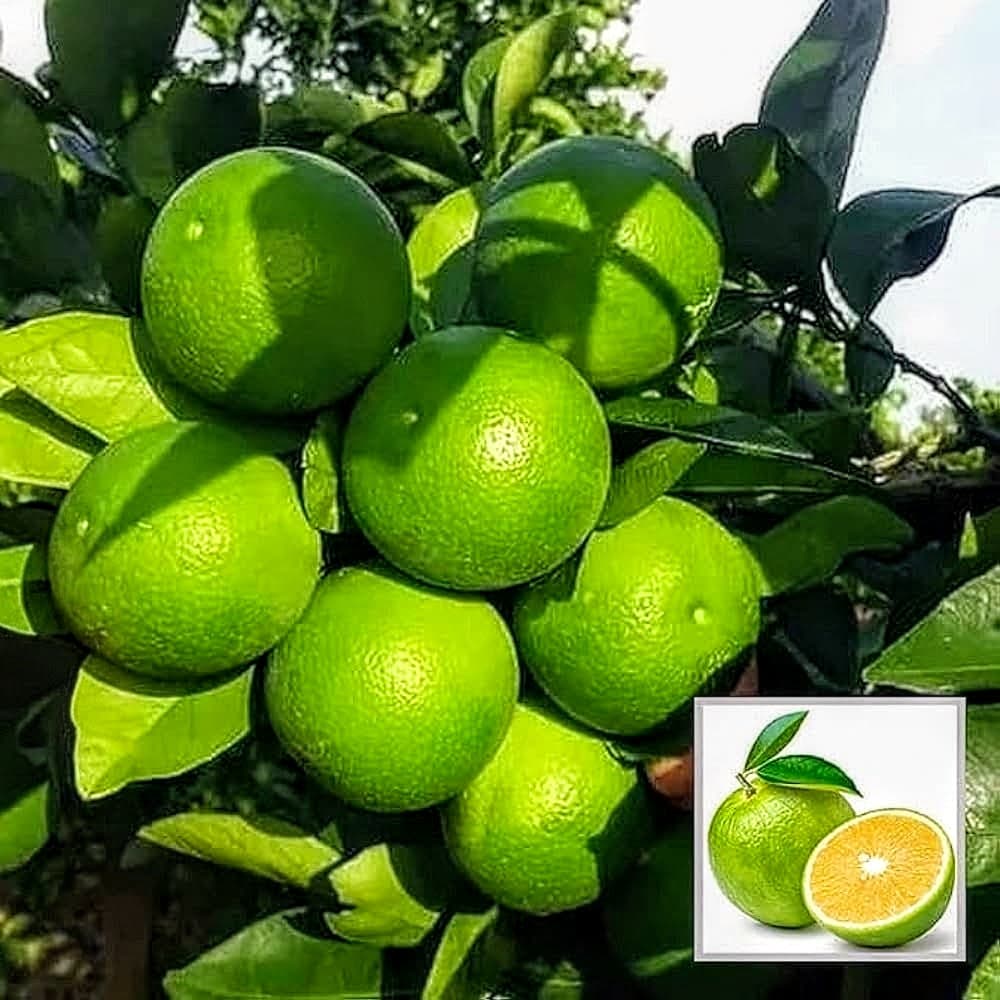Sweet Lime Mosambi Plant