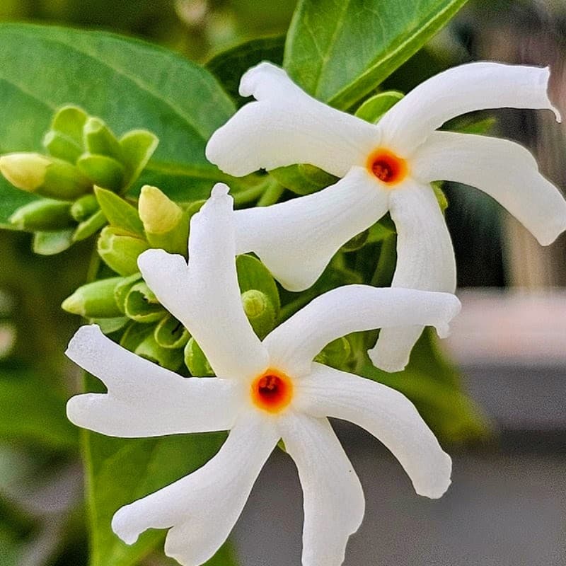 Parijat Plant