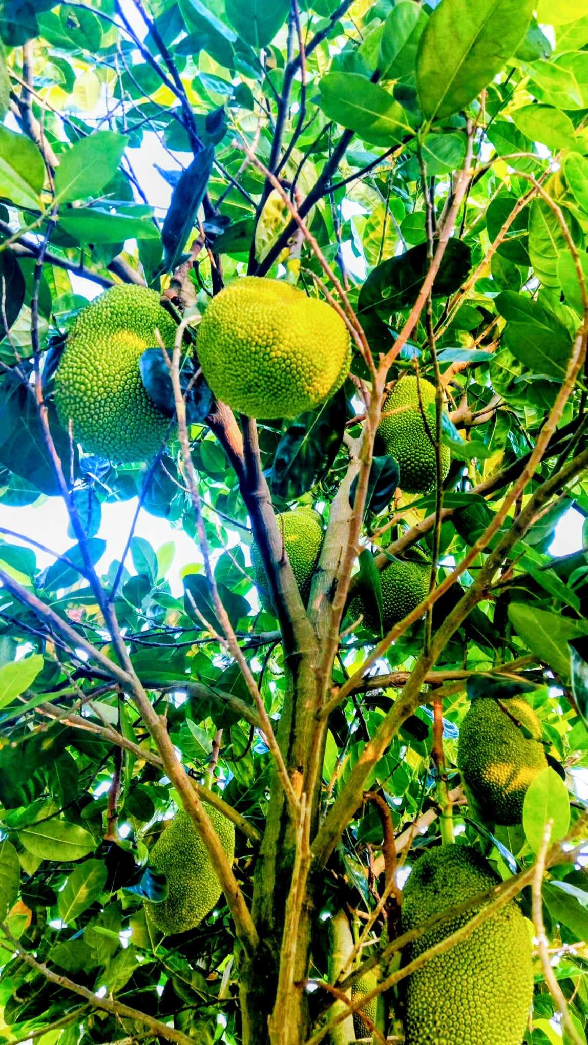 Pink Jackfruit (Big)