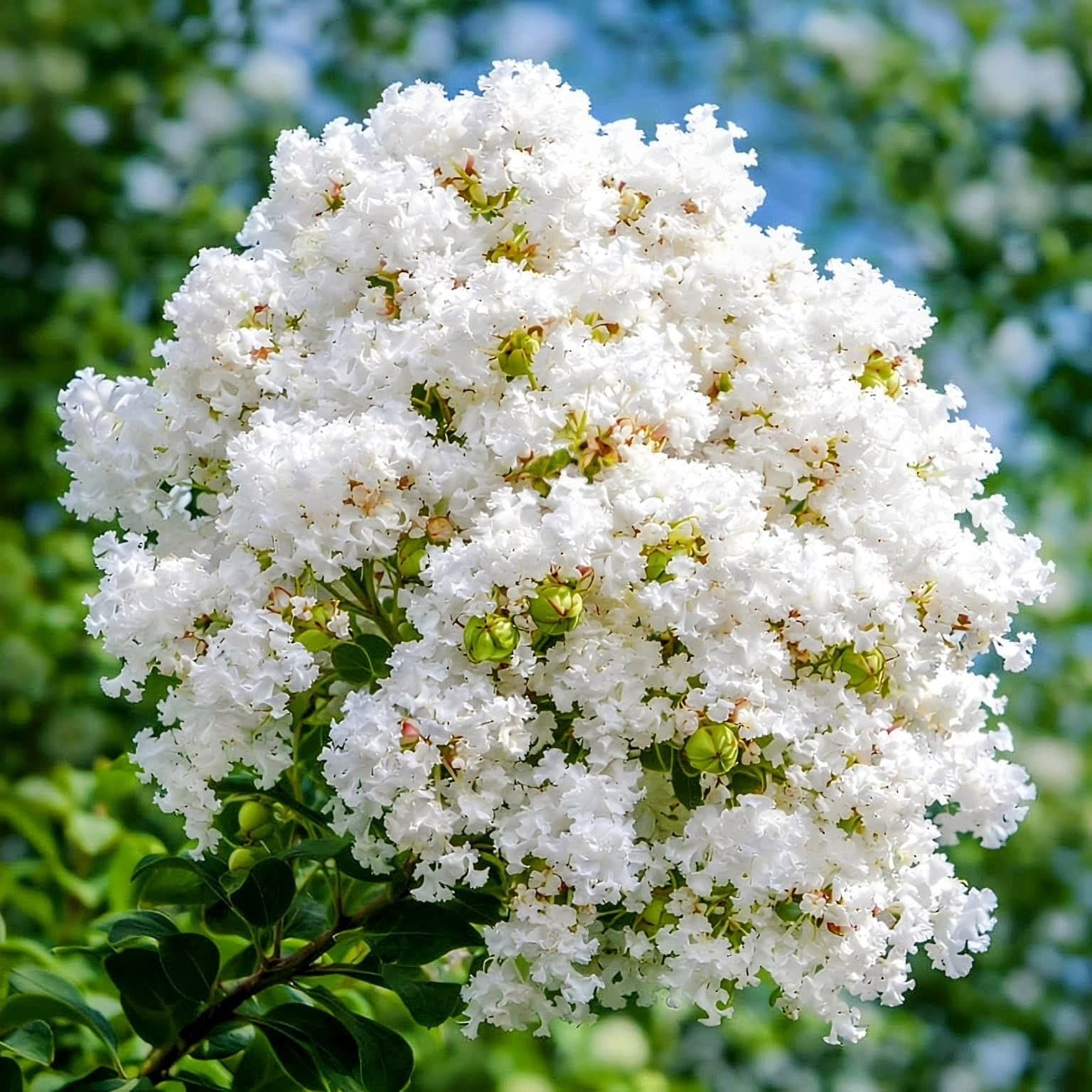 Furush Flower Plant (White)