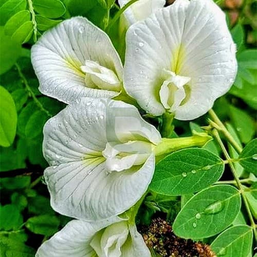 Aparajita Double Petal (White)