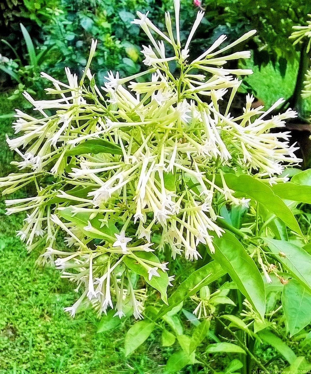 Hasna Hena Plant