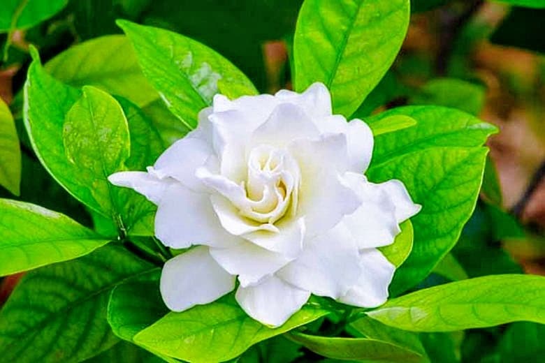 Gardenia (Gandharaj) Plant